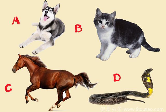 心理测试：如果你必须变成一只动物，你会选择谁？