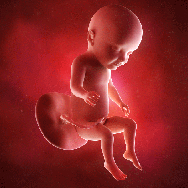 胎孕儿发育全过程图 怀孕1一10每个月发育变化