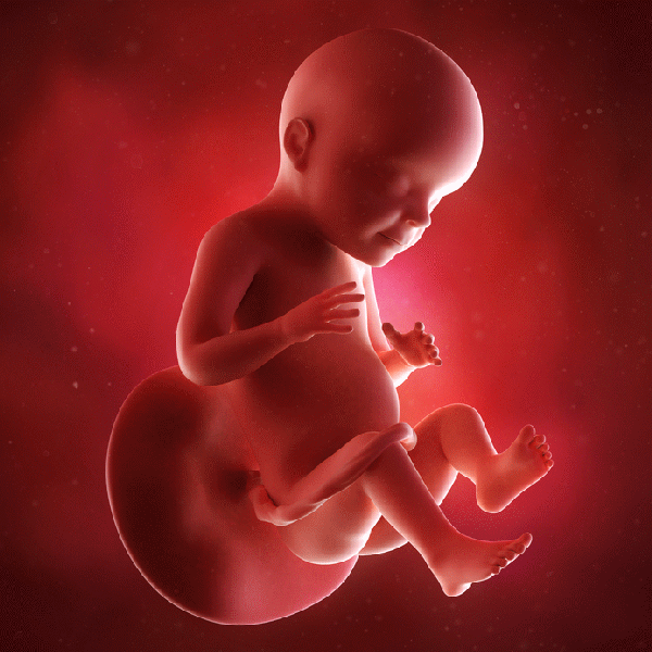 胎孕儿发育全过程图 怀孕1一10每个月发育变化