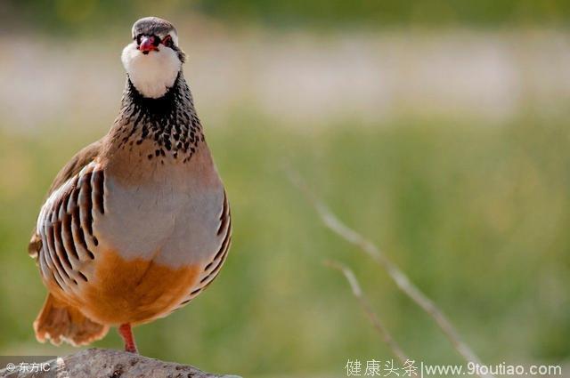 秋季养生：养胃生津 一家大小食用