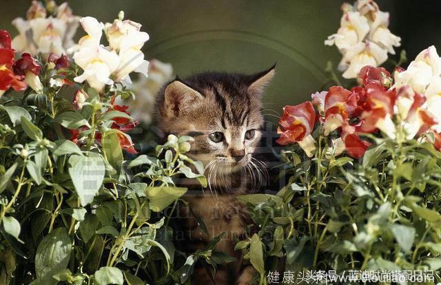 心理学：四只小猫咪，哪只最可爱？测最近你会遇到什么好运？