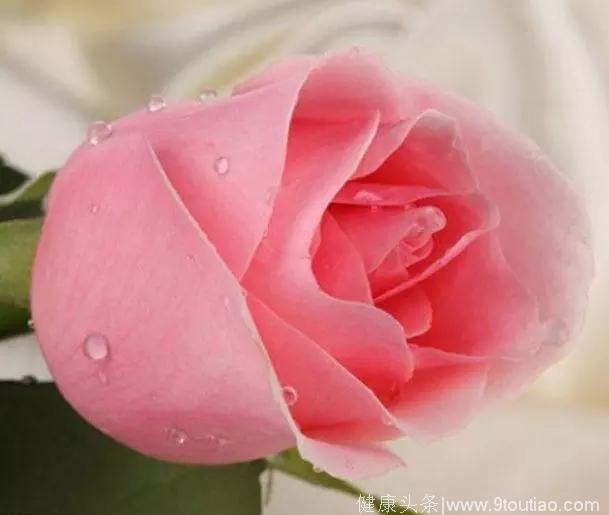 心理测试：哪一朵玫瑰即将枯萎？测你们最大的感情问题是什么？