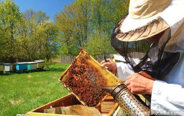 养蜂四季与现实四季的区别，养蜂人时间管理一大误区