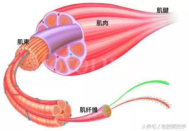 瑜伽初学者如何让瑜伽拉伸更安全有效？这4大原则一定要掌握！