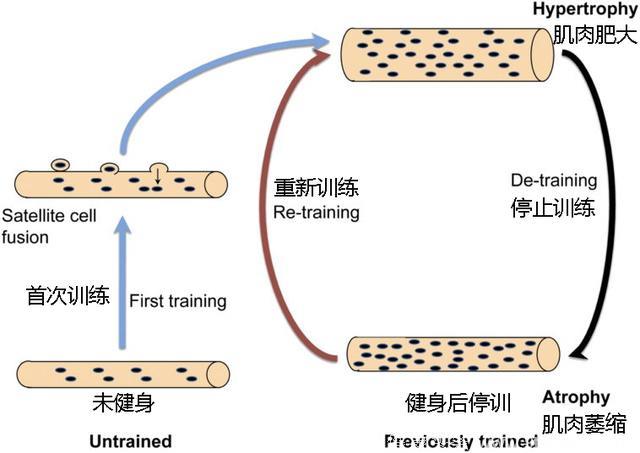 何为肌肉记忆？即使停止健身15年，也可能短时间练出一身肌肉