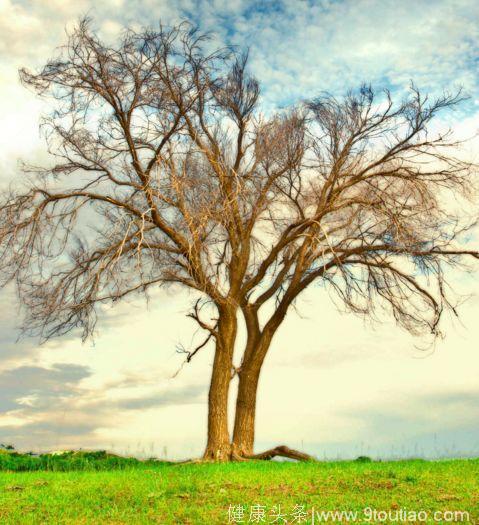心理测试：哪棵树看起来比较深奥？测你10年后的社会地位有多高？