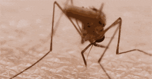 秋蚊”毒过夏，有种比手足口还可怕的病最易找上娃