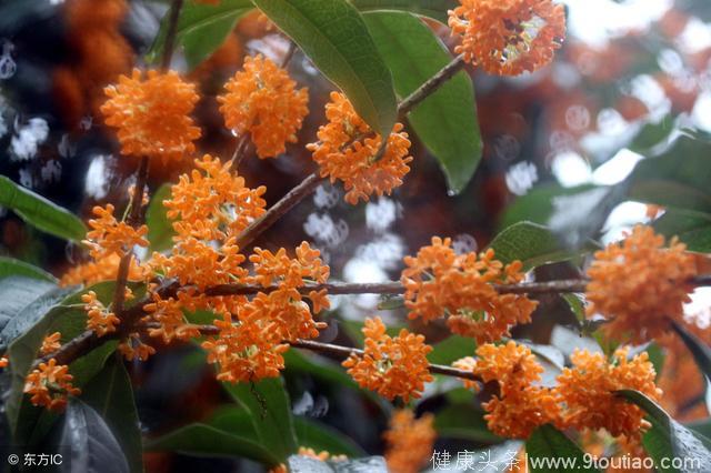 秋天用桂花入茶 止咳、暖胃、安神、促消化！中医推荐3桂花食疗