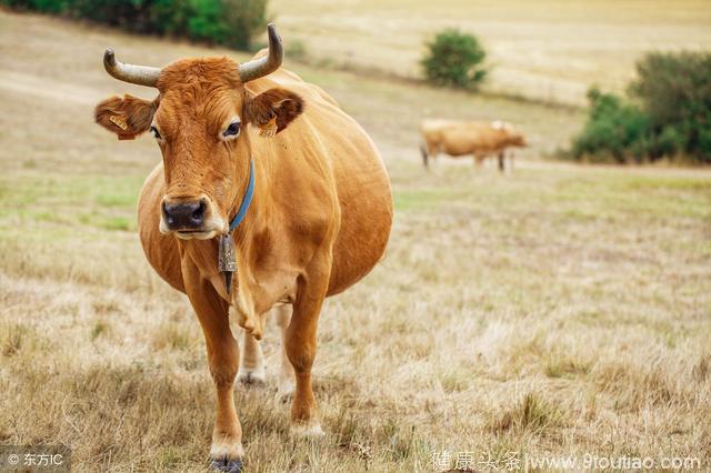 心理测试：如果你是一个农夫选一头牛去耕田，看你以后生活好不好