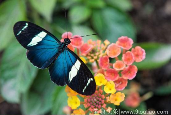 心理学：选一只最漂亮的蝴蝶，测你是带有哪一种香味的女人？