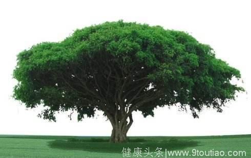 心理测试：哪一棵大树最长寿？测你能不能掌握自己的财富！
