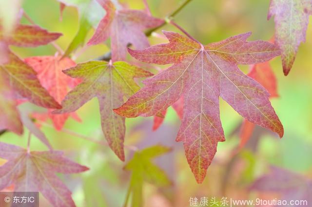 心理测试：你觉得哪片叶子最有诗情画意，看你最近有什么好运气