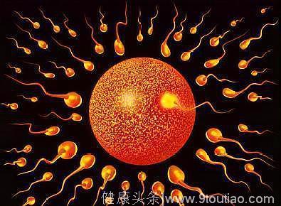 生命之初，受精卵是怎样从卵巢到达子宫的？好艰难的过程，看哭了