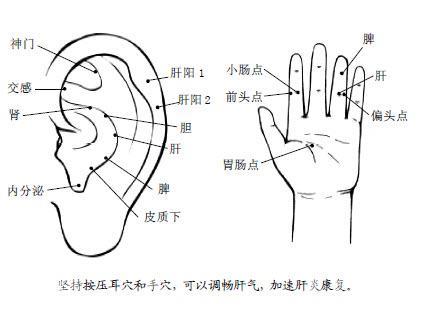 人体自带“养肝穴”，每天按一按，可调理肝炎，帮助肝硬化康复！