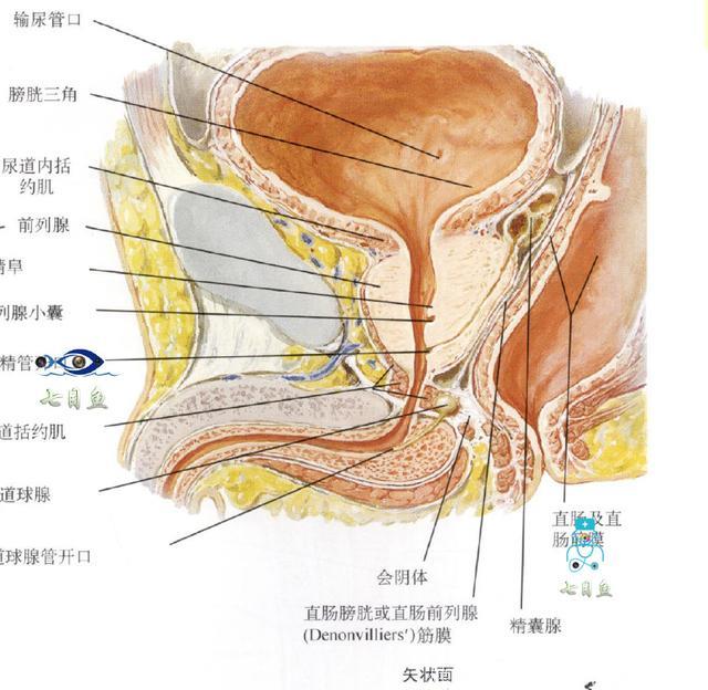 漫谈前列腺炎、前列腺增生、前列腺癌，究竟啥是前列腺？