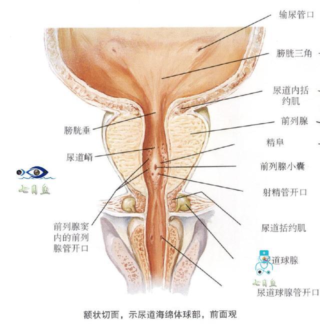 漫谈前列腺炎、前列腺增生、前列腺癌，究竟啥是前列腺？