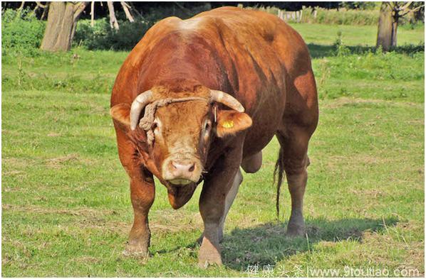 心理学：你最喜欢下面哪头牛，测你是一个多么倔强的人