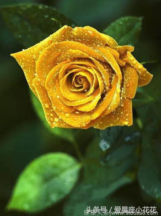 心理测试：选一朵你喜欢的玫瑰花，测你会被哪种异性喜欢上
