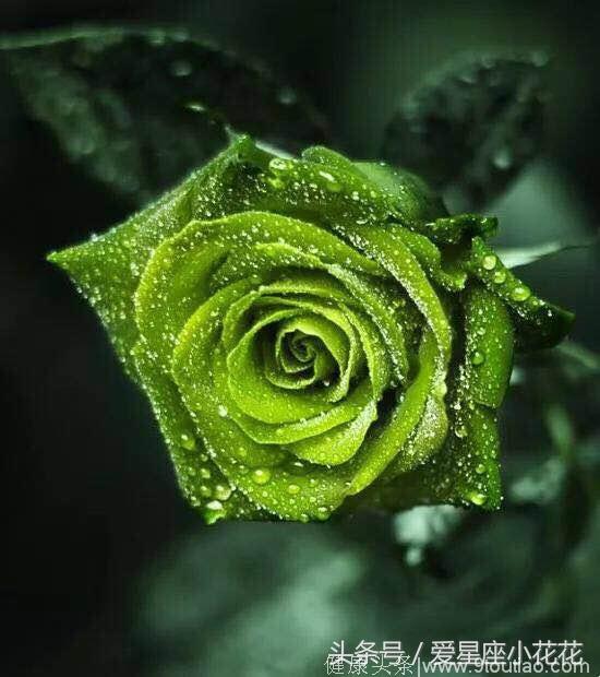 心理测试：选一朵你喜欢的玫瑰花，测你会被哪种异性喜欢上