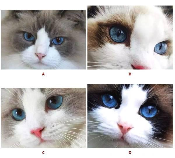 心理测试——选一个你喜欢的猫，测你的意中人会出现在哪~