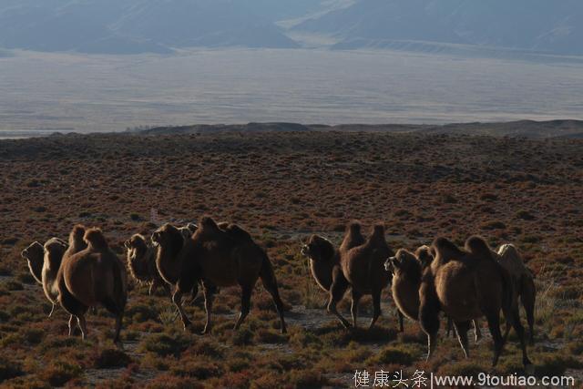 大美青海养生食材探寻之旅——日月山