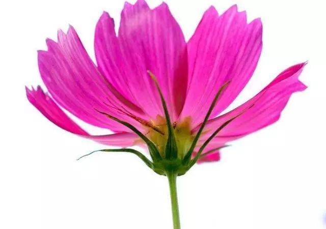 心理测试：哪朵花代表幸运？测你下半生能否逆袭大富大贵