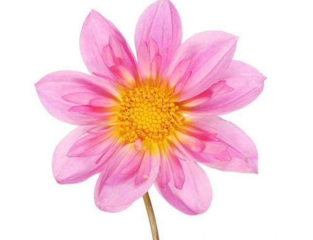 心理测试：哪朵花代表幸运？测你下半生能否逆袭大富大贵