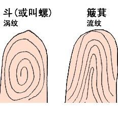 趣味小测试：手指螺纹看性格