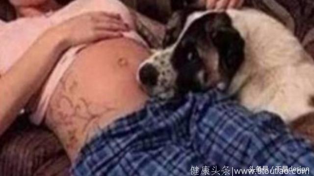 女子怀孕后，狗总用鼻子蹭肚皮，到医院检查后，女子瘫在地上
