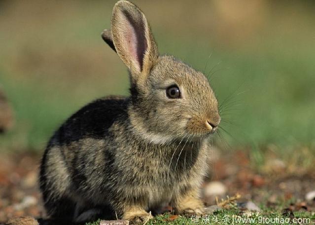 心理测试：你觉得哪只兔子最好看？测你的小孩未来发展怎样！