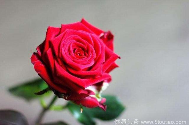 心理测试：4朵玫瑰花，哪朵最漂亮？测TA爱你的心还是更爱你的脸