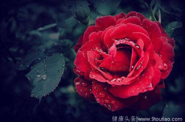 心理测试：4朵玫瑰花，哪朵最漂亮？测TA爱你的心还是更爱你的脸