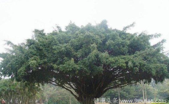 心理学：下面的大树哪棵能活得最久？测你是不是一个“守财奴”