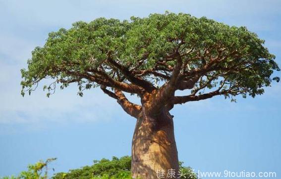 心理学：下面的大树哪棵能活得最久？测你是不是一个“守财奴”