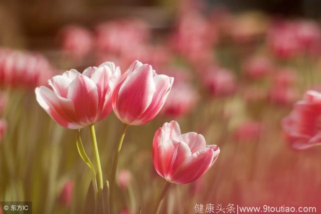 心理测试——四朵爱情花，你喜欢哪一朵？测你最近有没有桃花运~