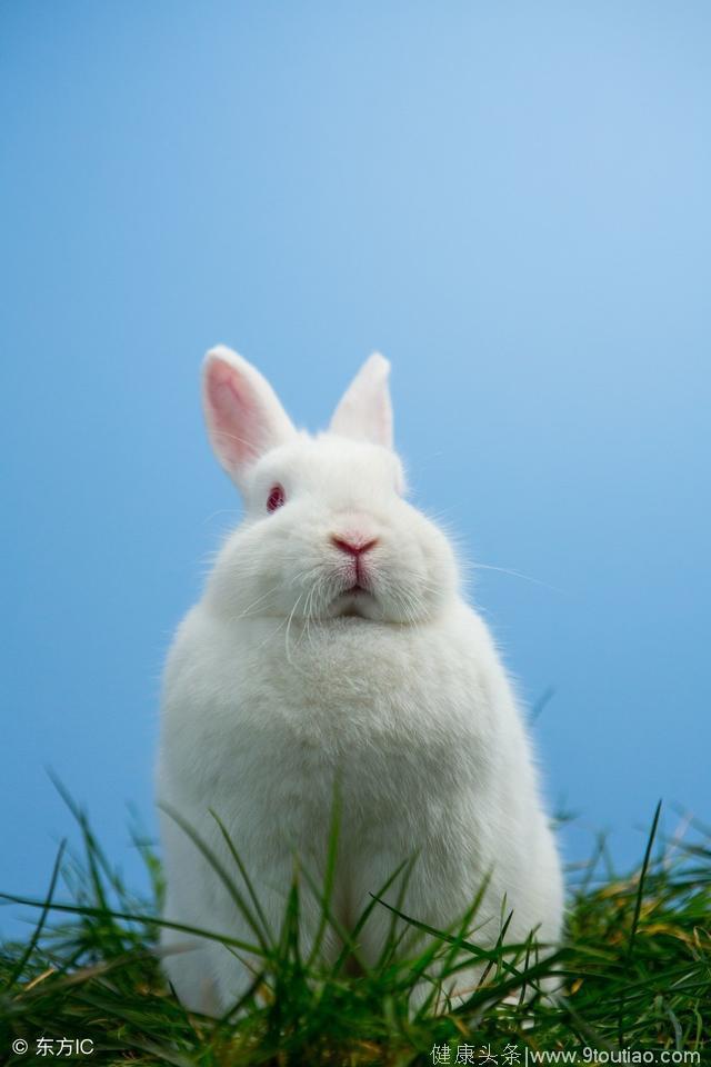 周公解梦-梦见白兔是什么征兆呢？