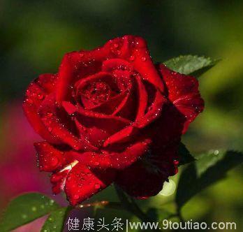 心理测试：哪一朵玫瑰最美？测你今生要经历几次婚姻