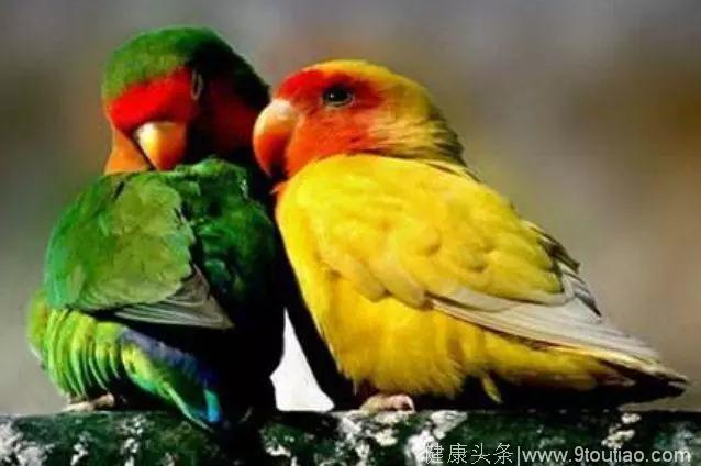 心理测试：你觉得哪一对爱情鸟最幸福？测你的婚姻会出现什么问题