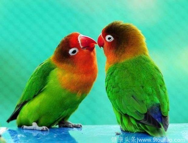 心理测试：你觉得哪一对爱情鸟最幸福？测你的婚姻会出现什么问题