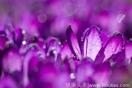 心理测试：你觉得哪朵紫罗兰最漂亮，看你下周有什么事情出现