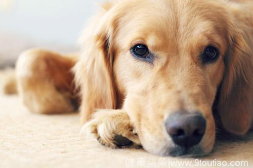 心理测试：你觉得哪只金毛犬最可爱，看你明年有什么好事发生