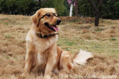 心理测试：你觉得哪只金毛犬最可爱，看你明年有什么好事发生