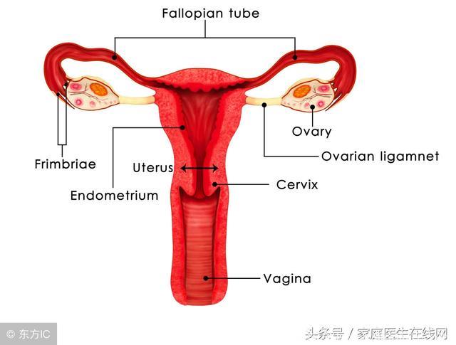子宫需要“排毒”？多此一举，这3个办法才能护子宫周全