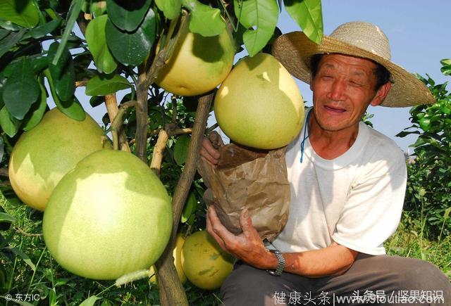 秋天到了，谈谈柚子皮两大食疗功效