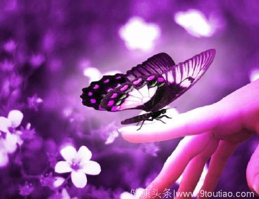 心理测试：你认为哪知蝴蝶最美？测一下你会遇到一生宠爱你的人吗