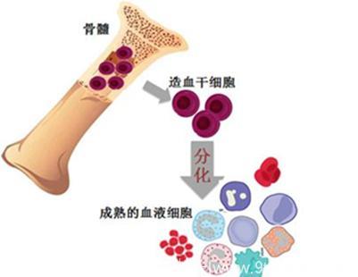 白血病到底会不会传染？