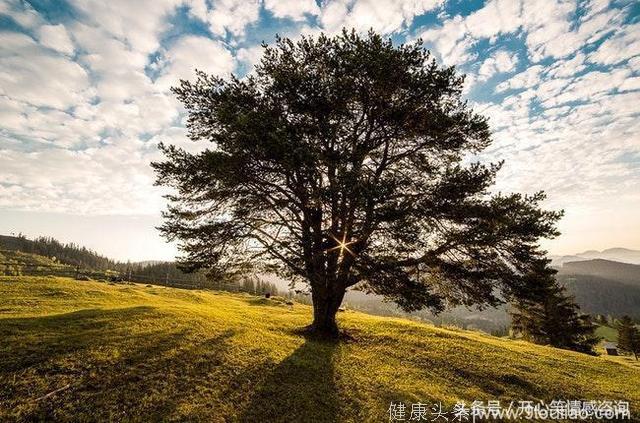 心理测试：4棵树，你会在哪棵树下休息？秒测出你最需要的是什么