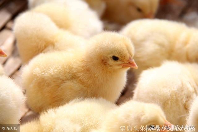 在鸡食疗中加多少青料之王松针叶粉？它对鸡有什么有益作用？