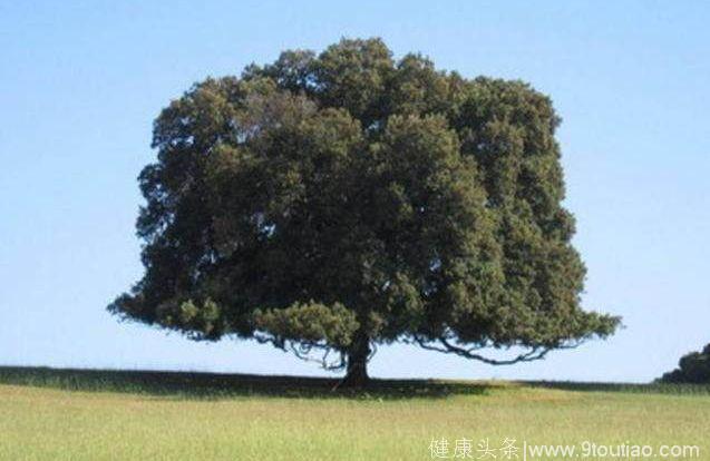 心理测试：哪棵大树最有灵性？测你天生注定是什么命数！