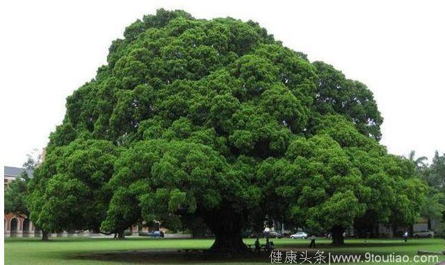 心理测试：哪棵大树最有灵性？测你天生注定是什么命数！